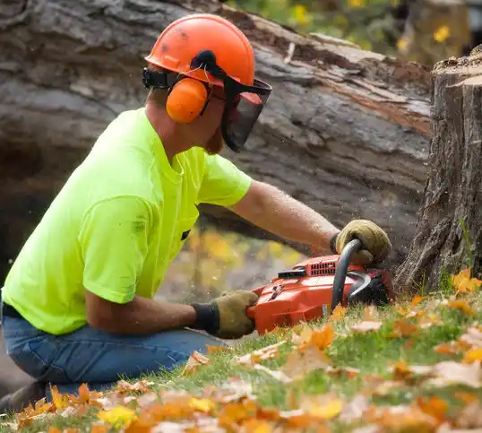 tree services Winchester